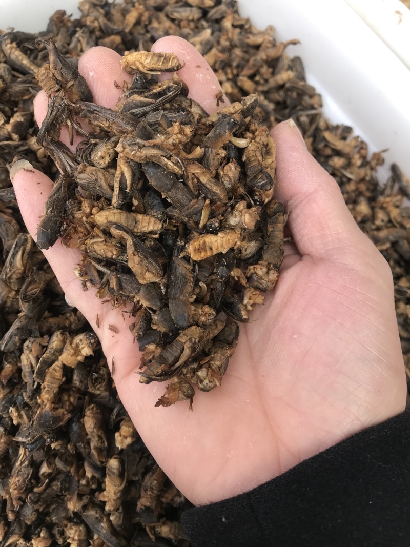 蝼蛄蝼蛄无硫无熏蒸干净无杂质含量报验