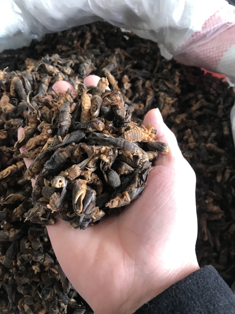 蝼蛄蝼蛄无硫无熏蒸干净无杂质含量报验
