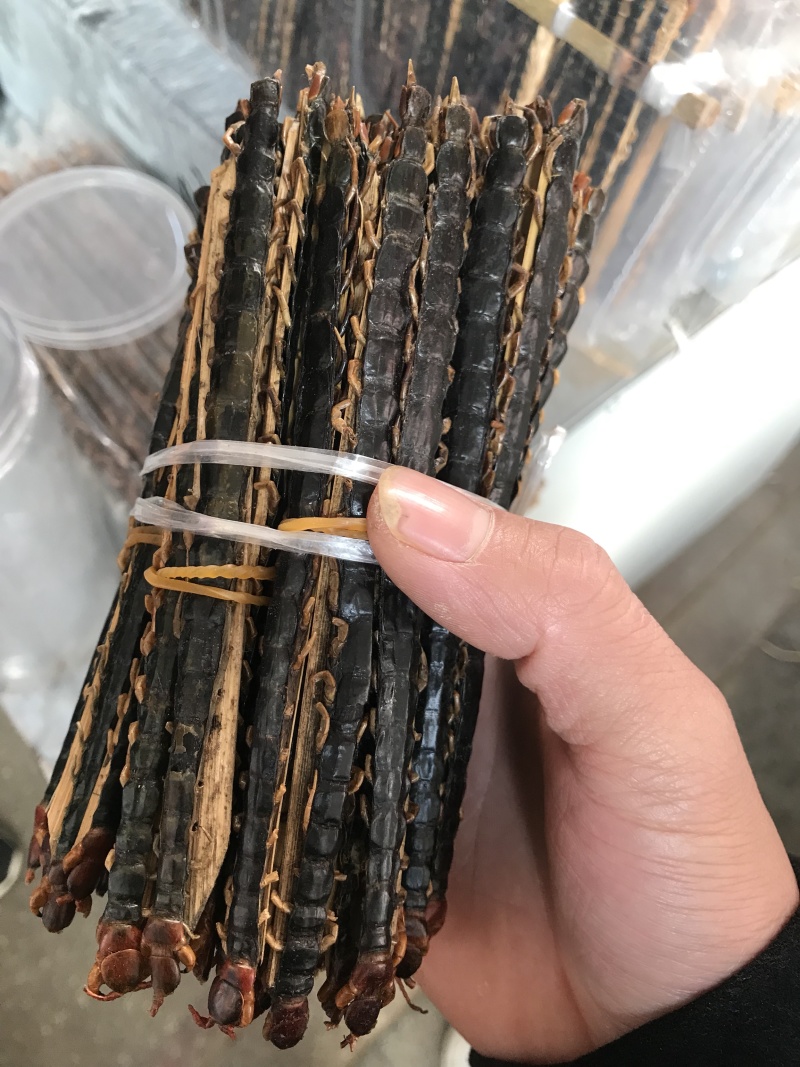 湖北红头蜈蚣质好价优产地直供一手货源