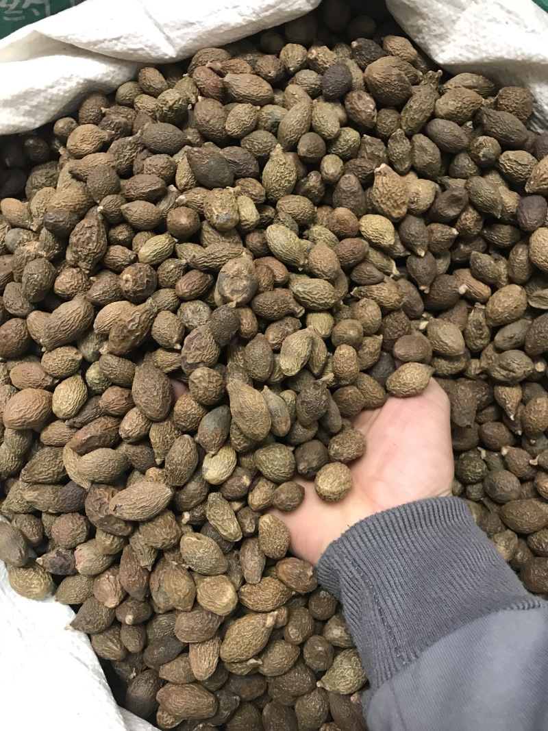 胖大海精品胖大海无硫无熏蒸干净无杂质无虫咬