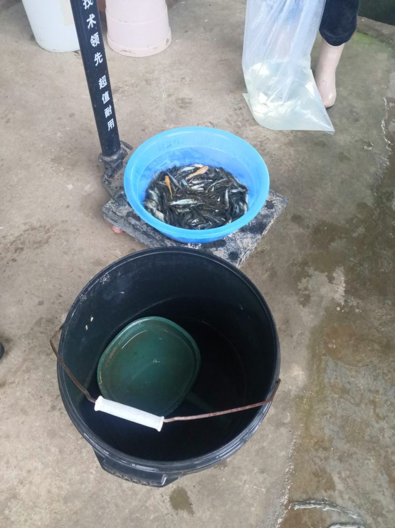 叉尾鱼苗迴鱼苗（售后服务跟踪技术指导，养殖场值供〉