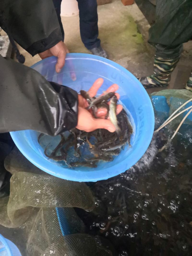 叉尾鱼苗迴鱼苗（售后服务跟踪技术指导，养殖场值供〉