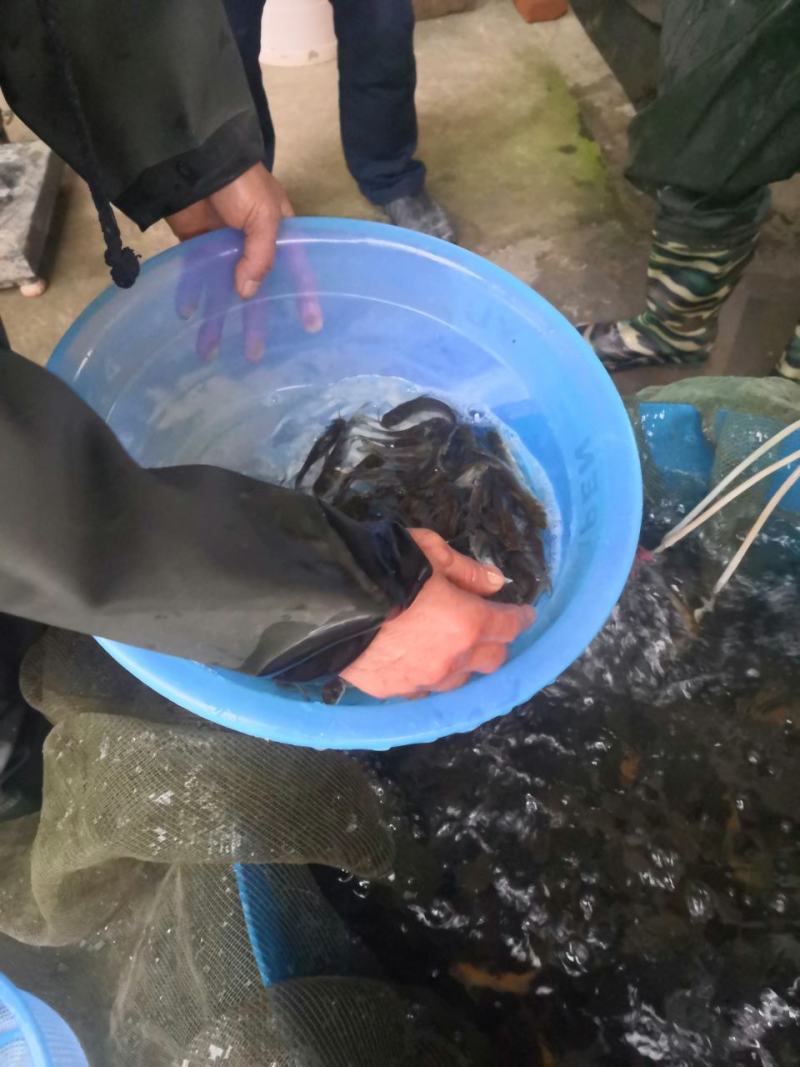 叉尾鱼苗迴鱼苗（售后服务跟踪技术指导，养殖场值供〉