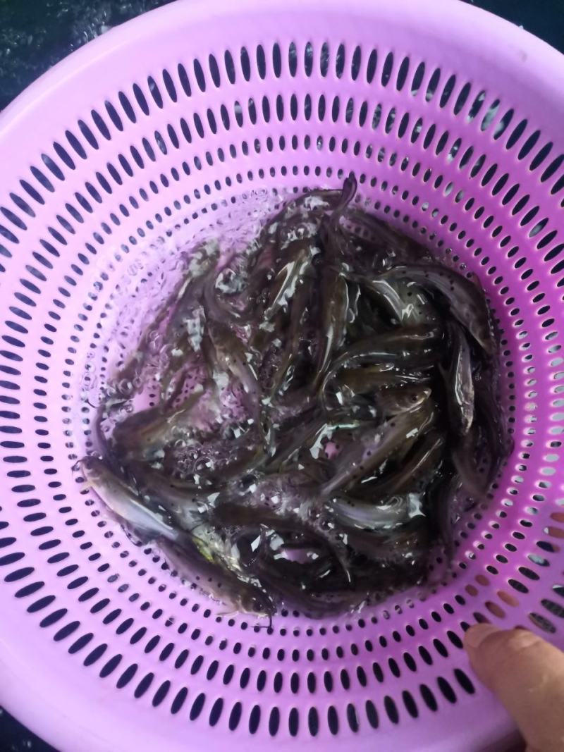 叉尾鱼苗迴鱼苗（售后服务跟踪技术指导，养殖场值供〉