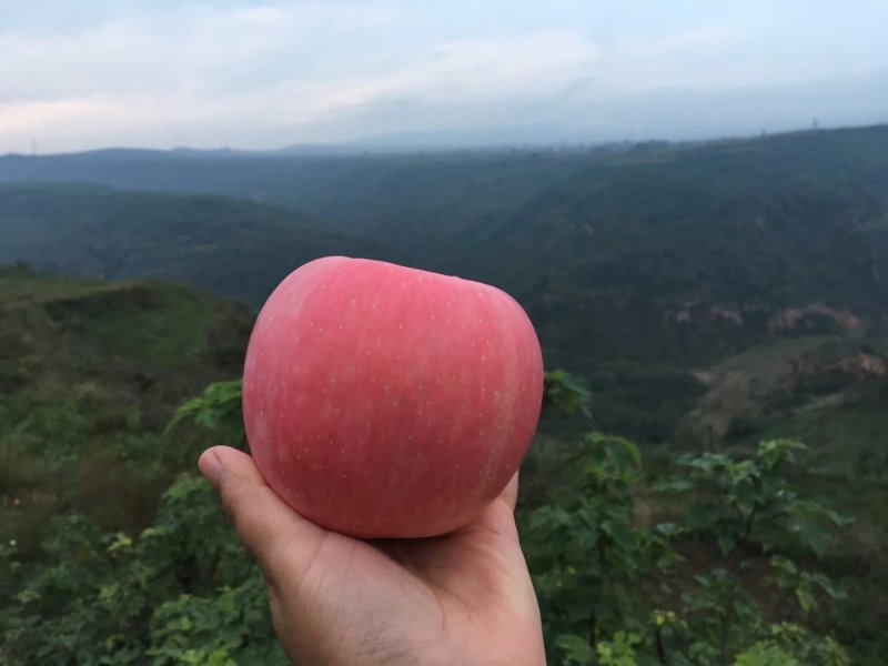 千阳红富士苹果批发零售