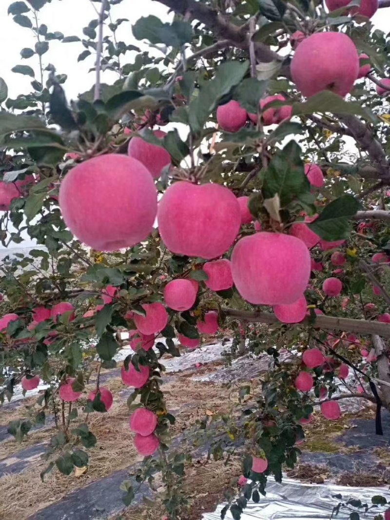 千阳红富士苹果批发零售