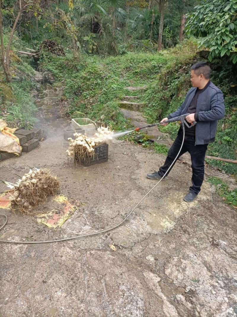 出售秀山武陵山区精品高杆大叶黄精种籽种催芽种籽
