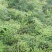 出售秀山武陵山区精品高杆大叶黄精种籽种催芽种籽