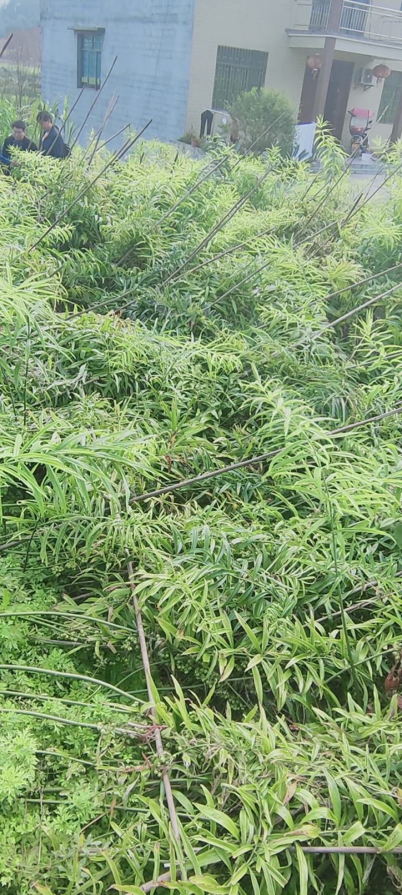 出售秀山武陵山区精品高杆大叶黄精种籽种催芽种籽