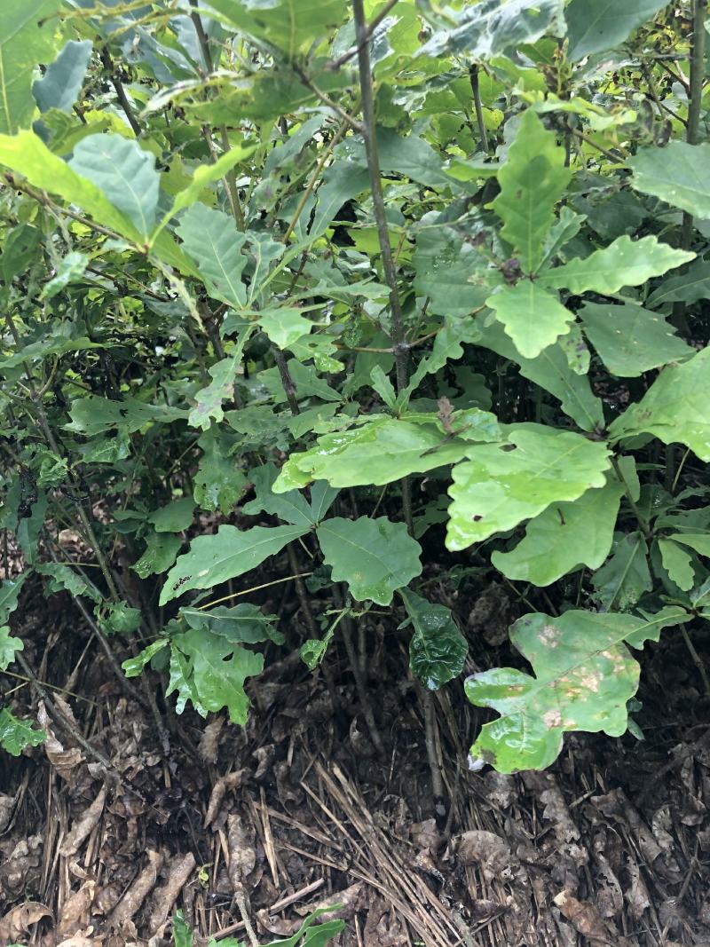 预售辽东栎苗蒙古栎柞树苗橡树苗一年二年苗