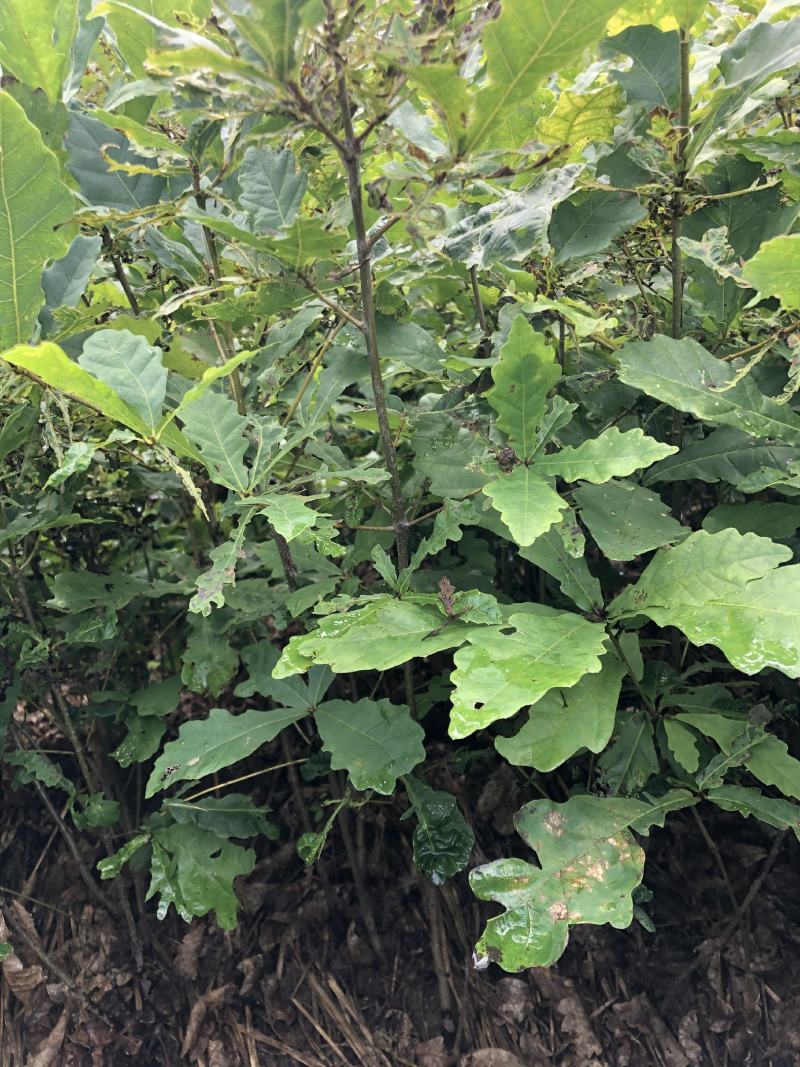 预售辽东栎苗蒙古栎柞树苗橡树苗一年二年苗