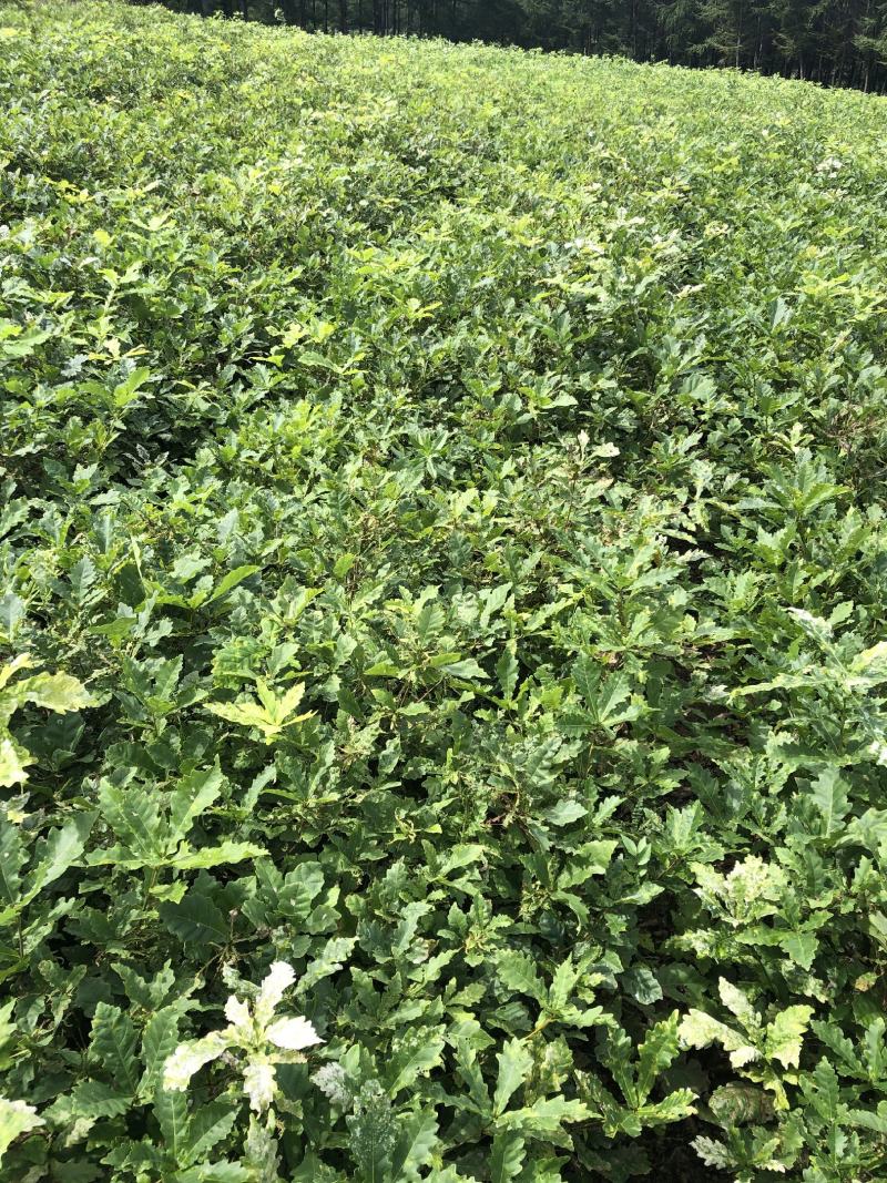 预售辽东栎苗蒙古栎柞树苗橡树苗一年二年苗