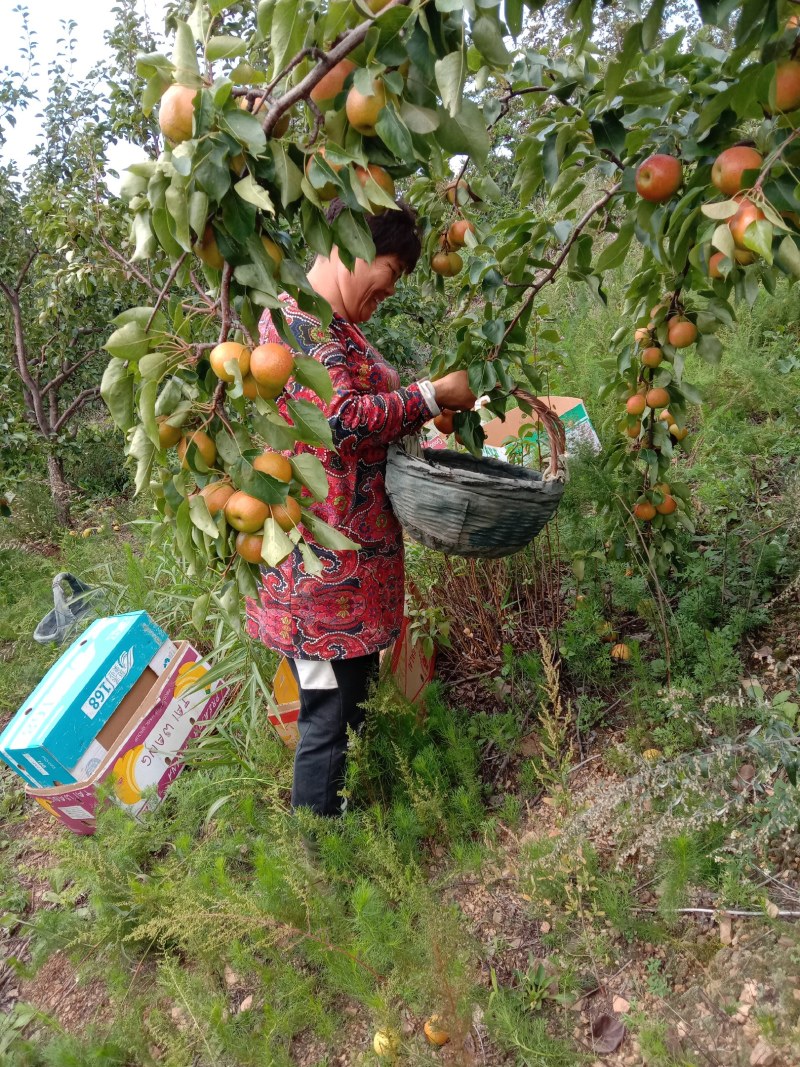 大量南国梨东北特产颜色好，个头大