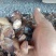 松蘑，盐渍品，无虫道，