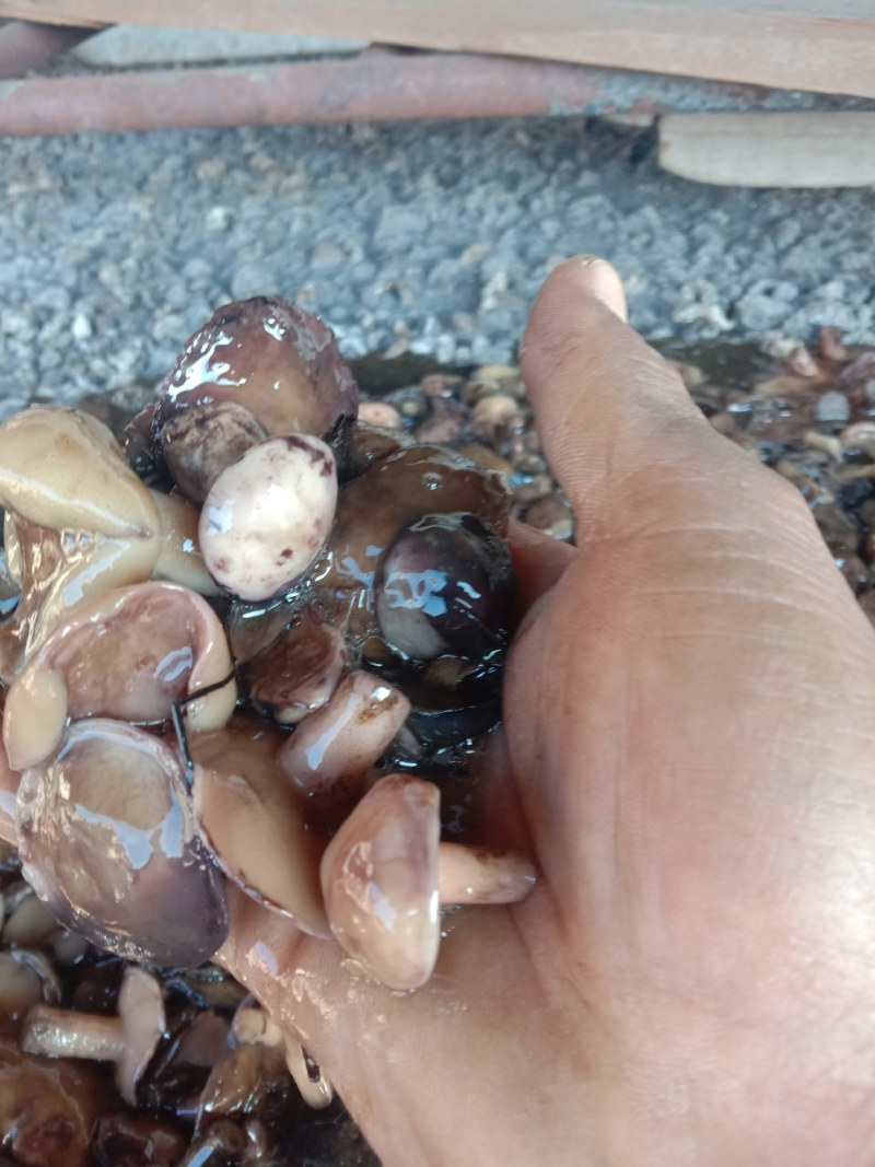 松蘑，盐渍品，无虫道，