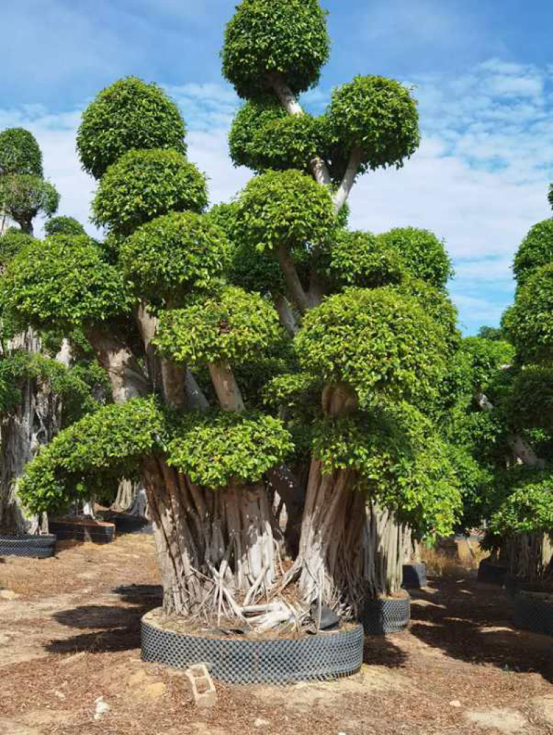精品小叶榕批发价格漳州小叶榕种植基地直销小叶榕大量现货
