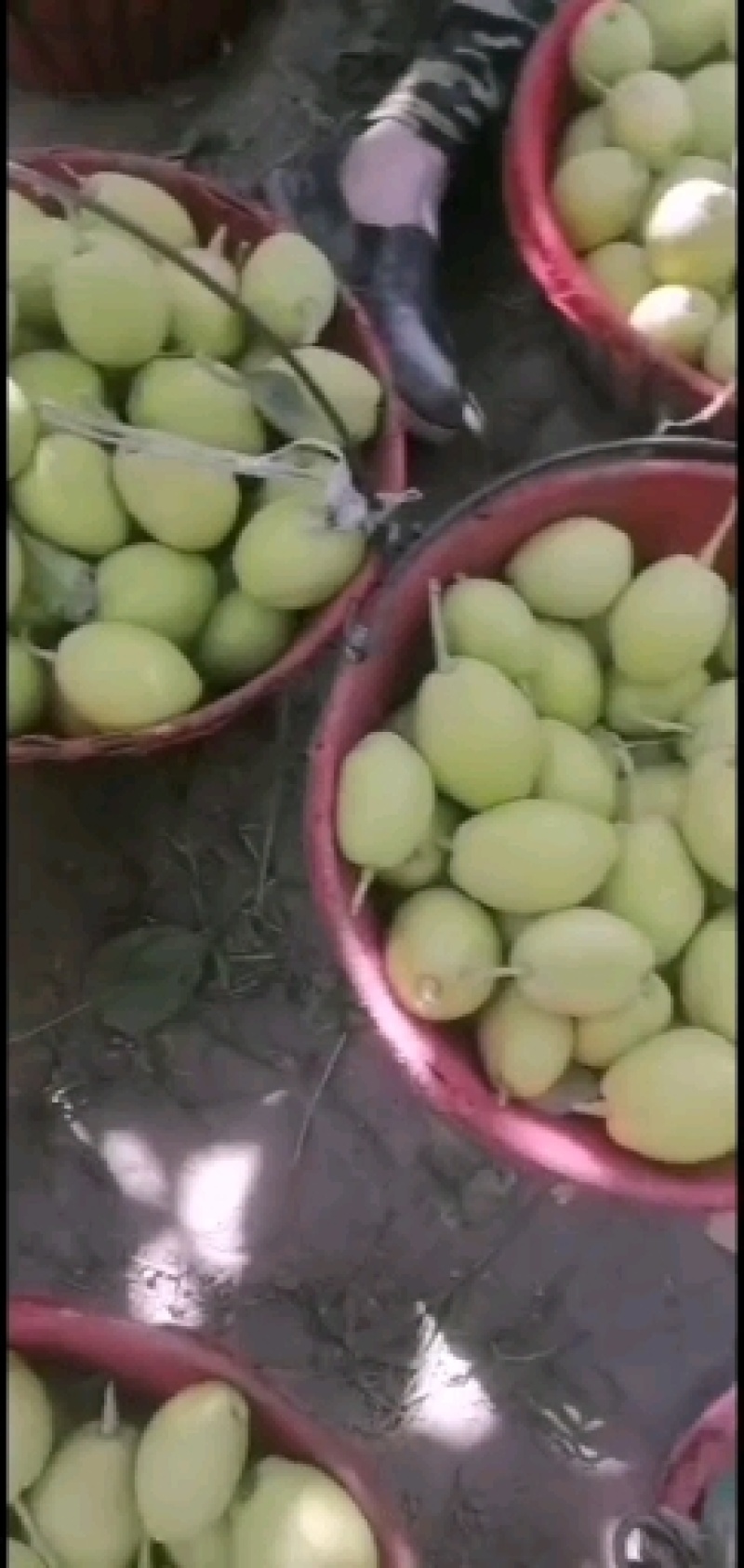 新疆库尔勒香梨产地直发货可视屏看货提供代办业务