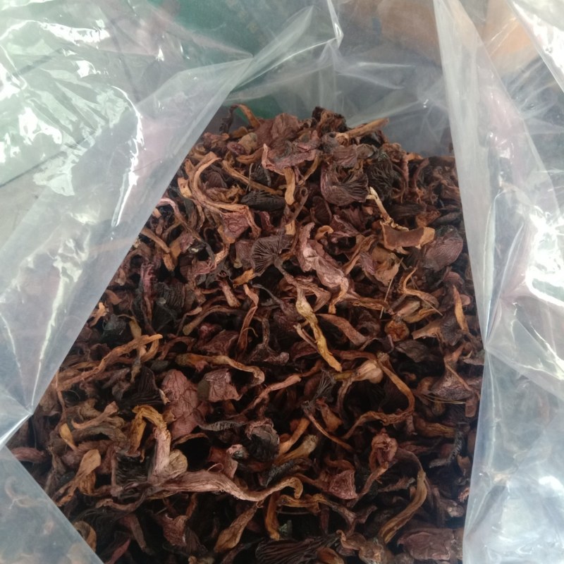 红蘑，松树伞，鸡血蘑，肉蘑的老蘑菇，挑霉块，挑焦块，过筛