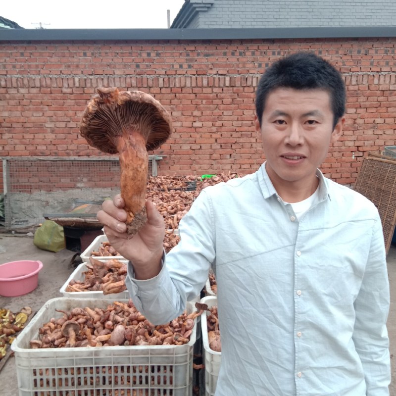 红蘑，松树伞，鸡血蘑，肉蘑的老蘑菇，挑霉块，挑焦块，过筛