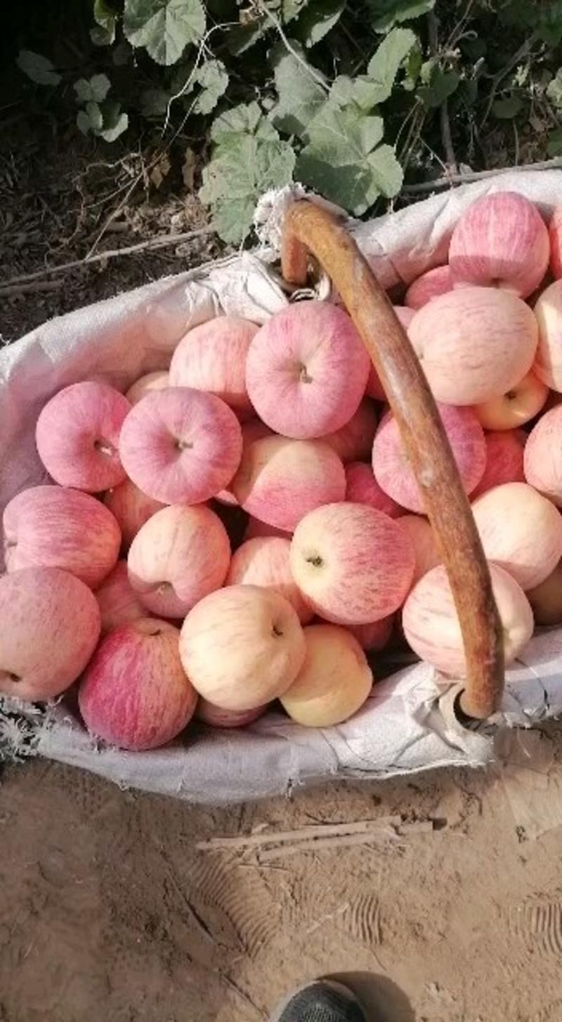新疆阿克苏苹果产地直发欢迎广大客商来选购