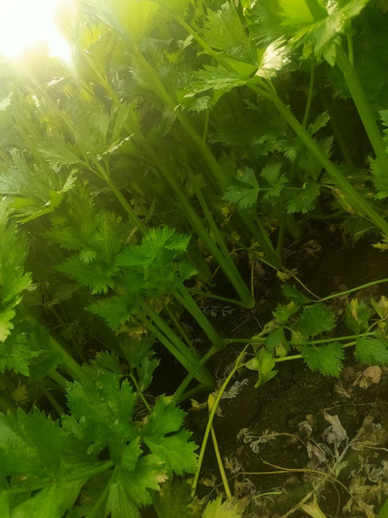 美国西芹。皇后芹菜。大中小了棵基地直供量大质优