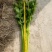 美国西芹。皇后芹菜。大中小了棵基地直供量大质优