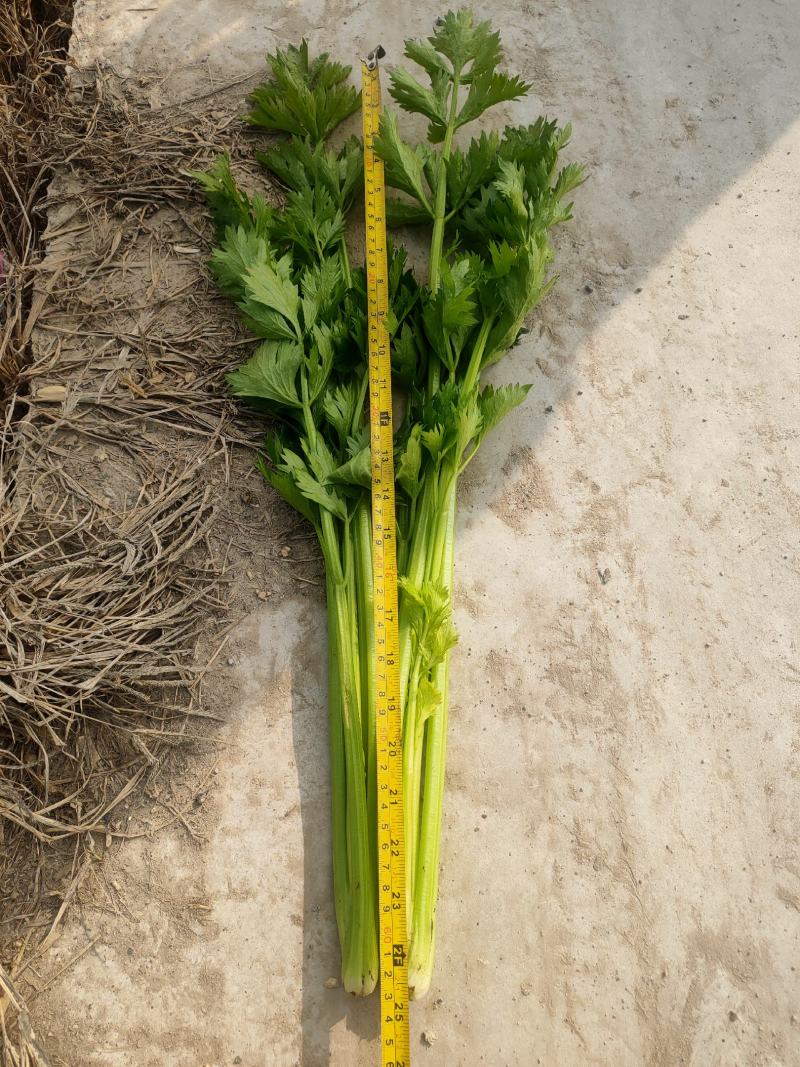 美国西芹。皇后芹菜。大中小了棵基地直供量大质优