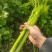 美国西芹。皇后芹菜。大中小了棵基地直供量大质优