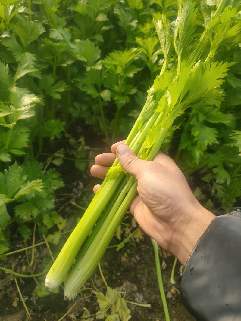 美国西芹。皇后芹菜。大中小了棵基地直供量大质优