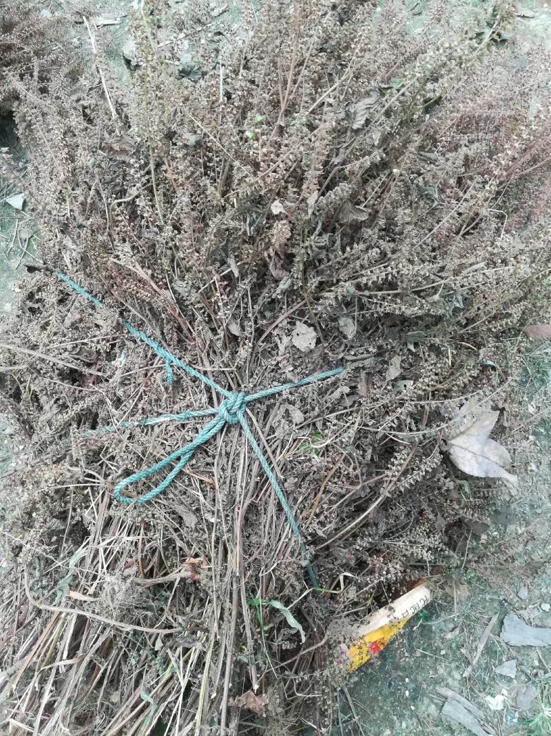 苏梗野生白苏有叶苏梗花期采晒干品中药材苏麻