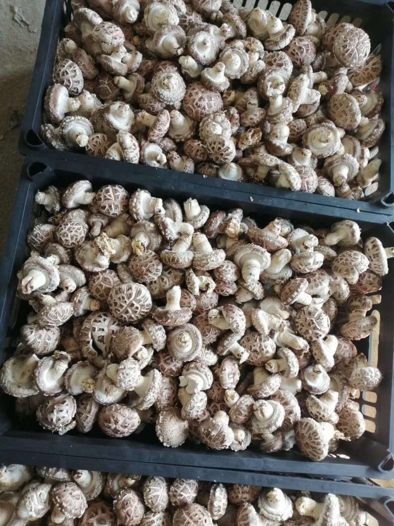 河南内乡农家自种鲜花菇，爱心助农，每天限50单