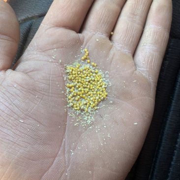晋谷21号谷子需要的老板联系，米的质量好，价格合理