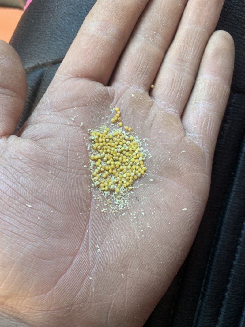 晋谷21号谷子需要的老板联系，米的质量好，价格合理