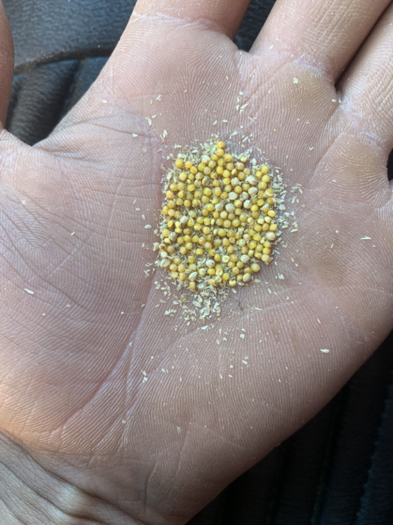 晋谷21号谷子需要的老板联系，米的质量好，价格合理