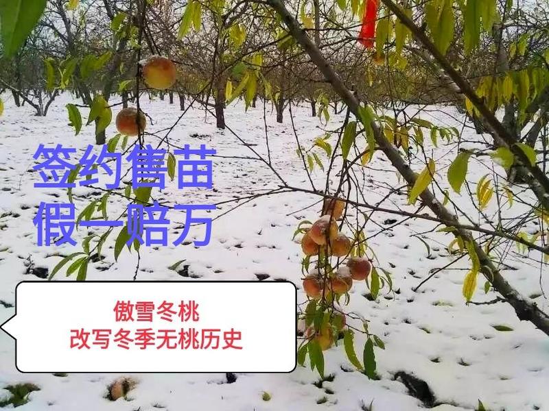傲雪冬桃树苗，晚熟冬桃品种，假一赔万，改写冬季无桃历史