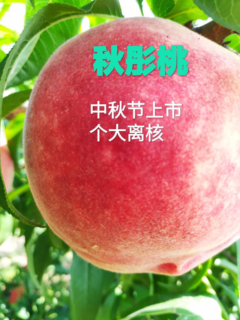 秋彤桃树苗，中秋节上市，果个大，离核全红，包技术指导