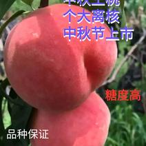 中秋王桃桃树苗，中秋国庆双节上市，个大离核，脆甜，耐储存