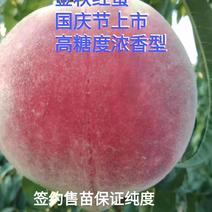 金秋红蜜桃树苗，晚熟高糖度品种，口味浓甜，包品种，包技术