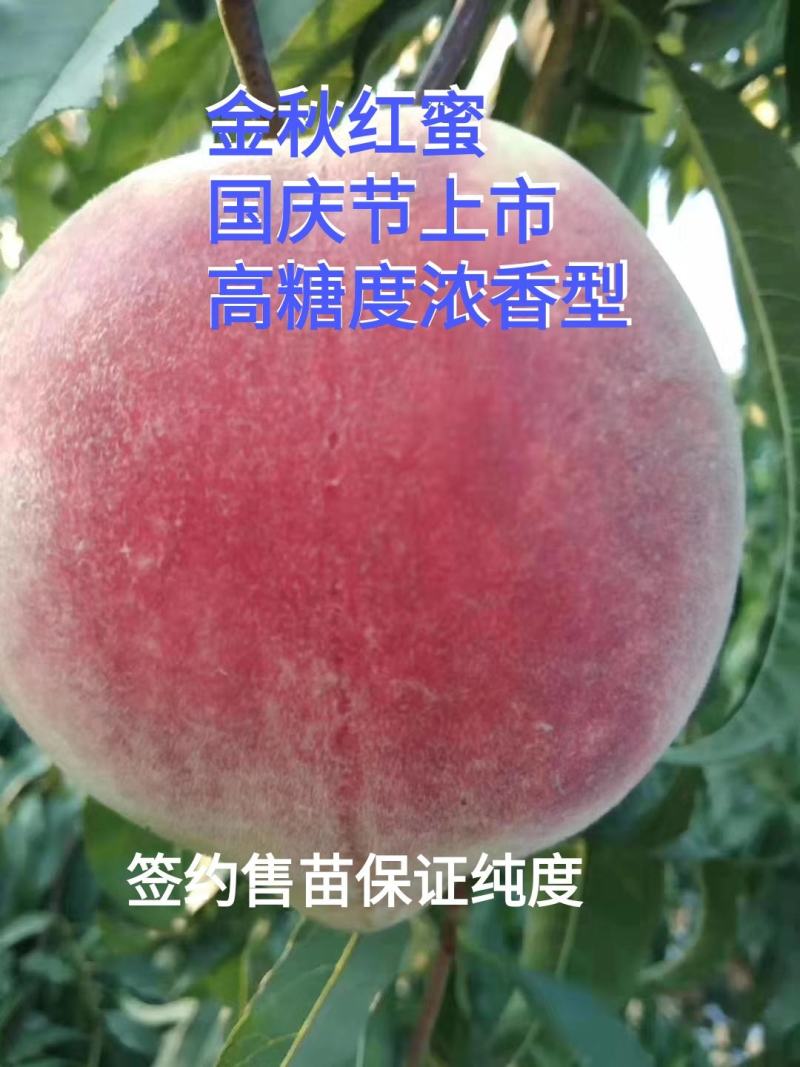 金秋红蜜桃树苗，晚熟高糖度品种，口味浓甜，包品种，包技术
