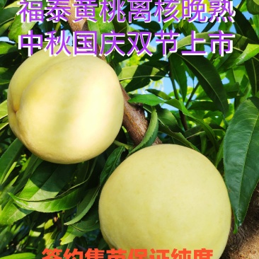 福泰黄桃苗,晚熟离核,国庆节上市,口感纯正