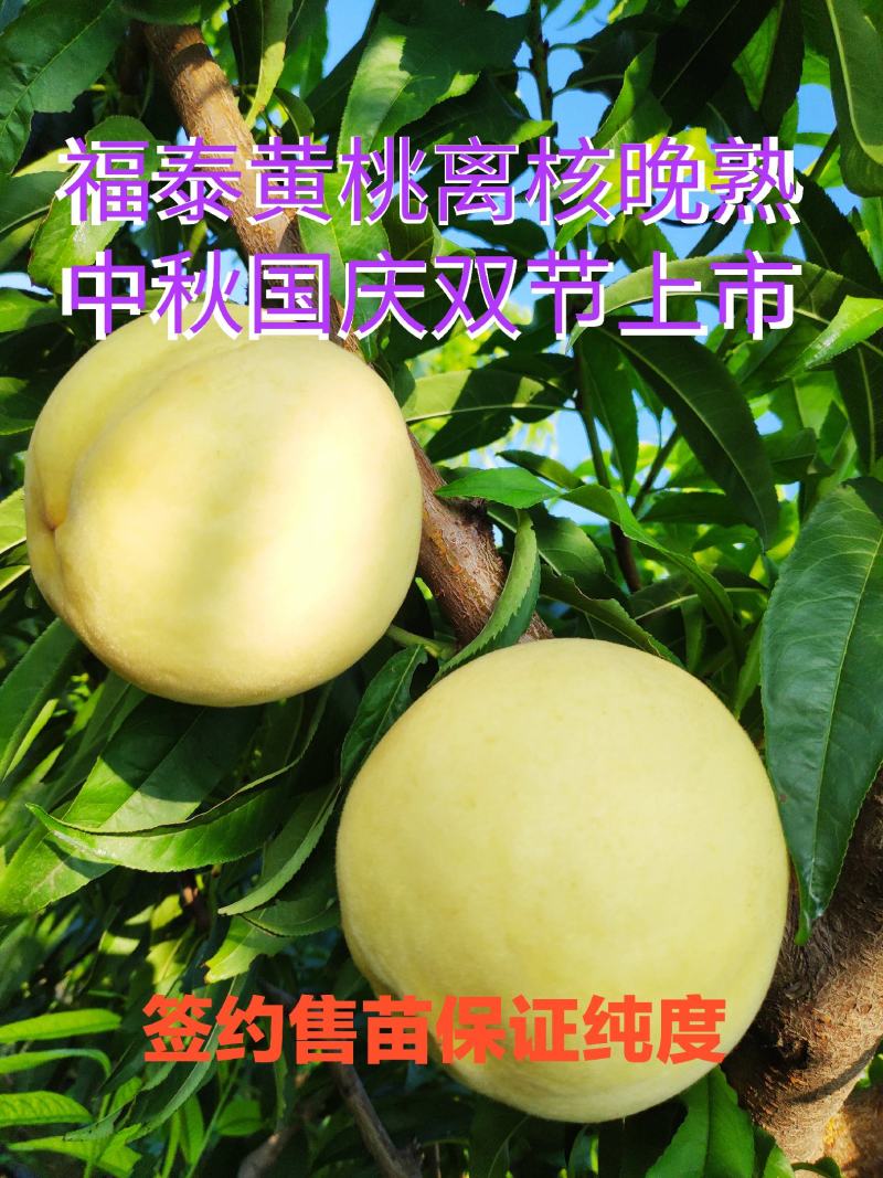 福泰黄桃苗，晚熟离核，国庆节上市，口感纯正