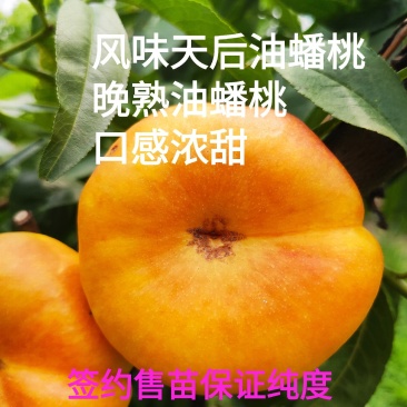 风味天后油蟠桃树苗，晚熟油蟠桃品种，油潘苗