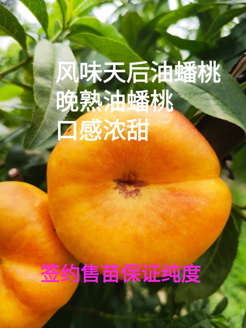 风味天后油蟠桃树苗，晚熟油蟠桃品种，油潘苗