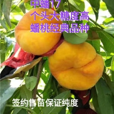 蟠桃苗，中蟠17，包品质，包种植技术，风味浓甜