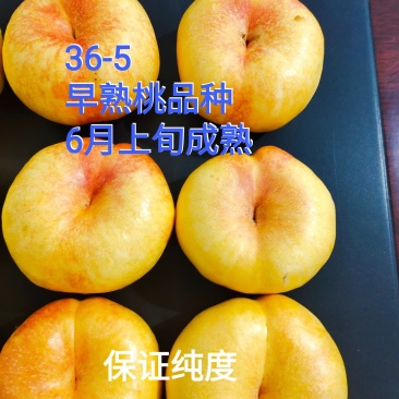 油潘桃苗，36-5桃树苗，早熟，浓甜，技术指导