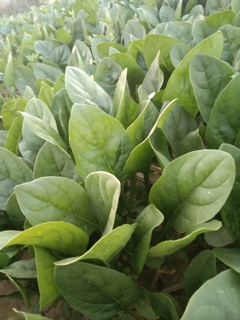 常年大量供应大叶菠菜