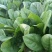 常年大量供应大叶菠菜
