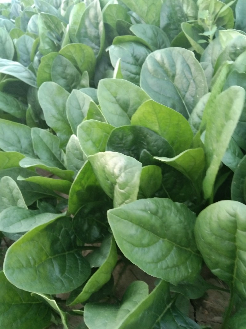 常年大量供应大叶菠菜
