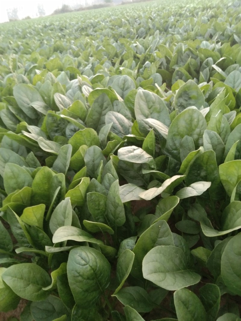 常年大量供应大叶菠菜