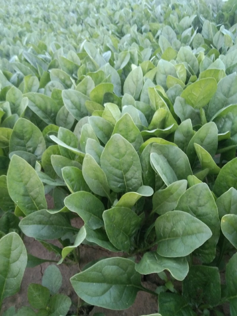 常年大量供应大叶菠菜